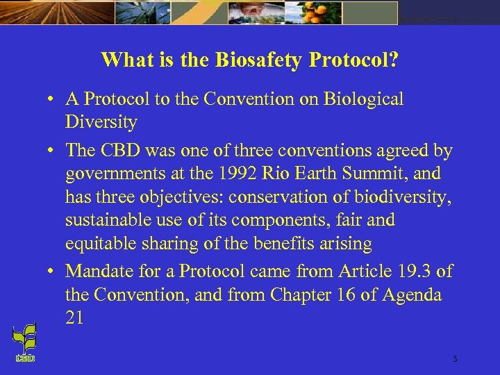What is the Biosafety Protocol? • A Protocol to the Convention on Biological Diversity