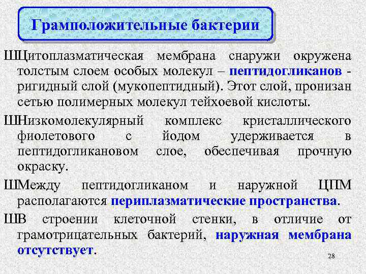 Особый слой. Ригидный слой. Ригидный слой бактерий. Ригидный слой функции и строение. S слой бактерий.