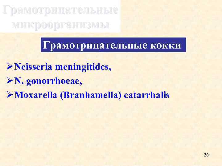 Грамотрицательные микроорганизмы Грамотрицательные кокки Ø Neisseria meningitides, Ø N. gonorrhoeae, Ø Moxarella (Branhamella) catarrhalis