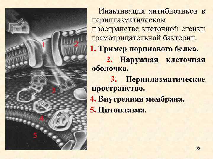  Инактивация антибиотиков в периплазматическом пространстве клеточной стенки грамотрицательной бактерии. 1. Тример поринового белка.