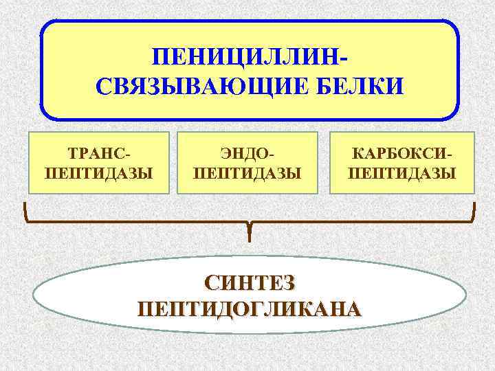 ПЕНИЦИЛЛИНСВЯЗЫВАЮЩИЕ БЕЛКИ ТРАНСПЕПТИДАЗЫ ЭНДОПЕПТИДАЗЫ КАРБОКСИПЕПТИДАЗЫ СИНТЕЗ ПЕПТИДОГЛИКАНА 