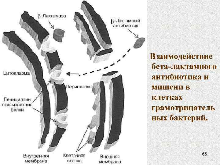  Взаимодействие бета-лактамного антибиотика и мишени в клетках грамотрицатель ных бактерий. 65 
