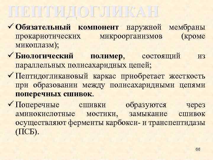 ПЕПТИДОГЛИКАН ü Обязательный компонент наружной мембраны прокариотических микроорганизмов (кроме микоплазм); ü Биологический полимер, состоящий