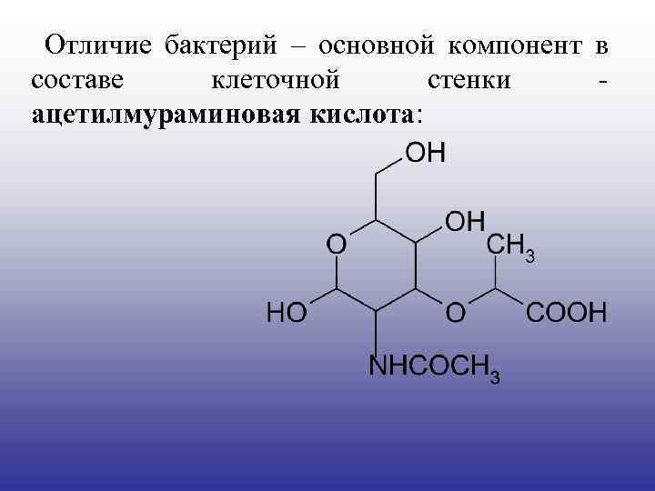  Отличие бактерий – основной компонент в составе клеточной стенки - ацетилмураминовая кислота: 