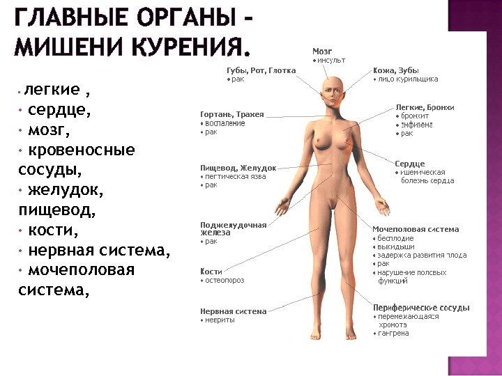ГЛАВНЫЕ ОРГАНЫ – МИШЕНИ КУРЕНИЯ. легкие , • сердце, • мозг, • кровеносные сосуды,