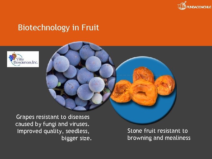 Biotechnology in Fruit Grapes resistant to diseases caused by fungi and viruses. Improved quality,