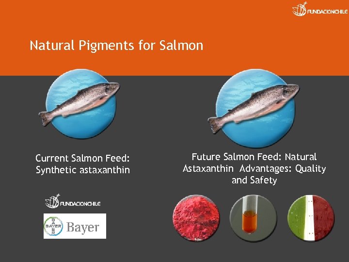 Natural Pigments for Salmon Current Salmon Feed: Synthetic astaxanthin Future Salmon Feed: Natural Astaxanthin