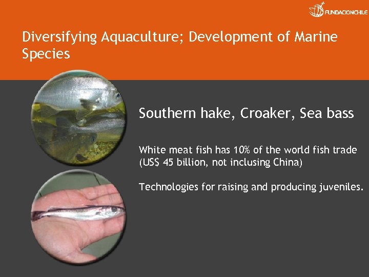 Diversifying Aquaculture; Development of Marine Species Southern hake, Croaker, Sea bass White meat fish