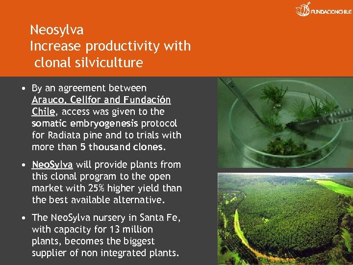 Neosylva Increase productivity with clonal silviculture • By an agreement between Arauco, Cellfor and