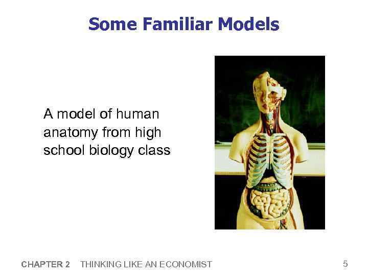 Some Familiar Models A model of human anatomy from high school biology class CHAPTER