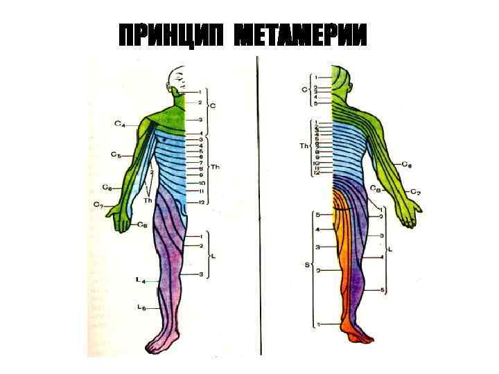 ПРИНЦИП МЕТАМЕРИИ 