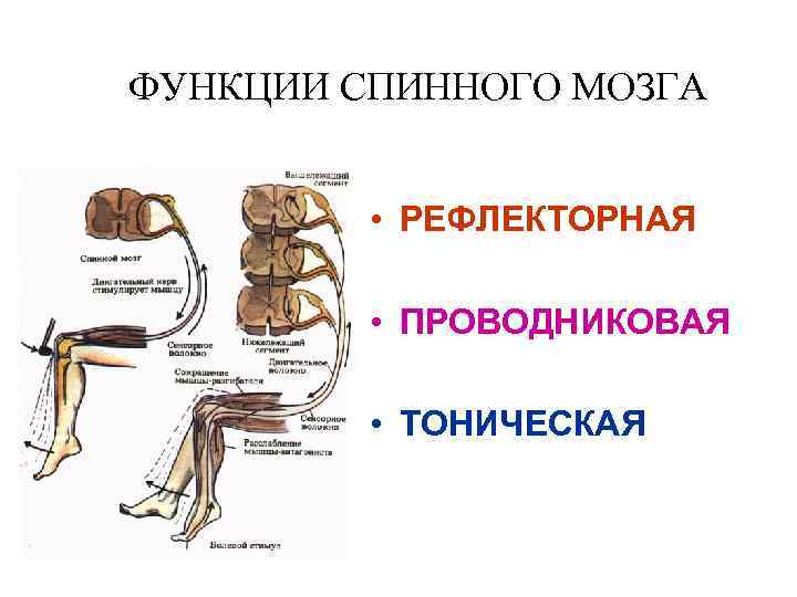 Функции спинного. Рефлекторная функция спинного мозга осуществляется. Функции спинного мозга рефлекторная проводниковая исполнительная. Функции спинного мозга физиология. Проводниковая функция спинного мозга физиология.