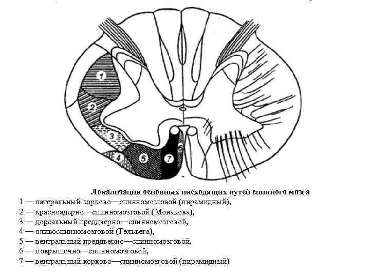 Локализация основных нисходящих путей спинного мозга 1 — латеральный корково—спинномозговой (пирамидный), 2 — красноядерно—спинномозговой