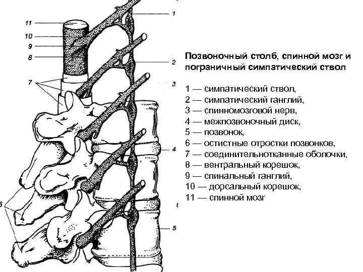 Позвоночный столб, спинной мозг и пограничный симпатический ствол 1 — симпатический ствол, 2 —