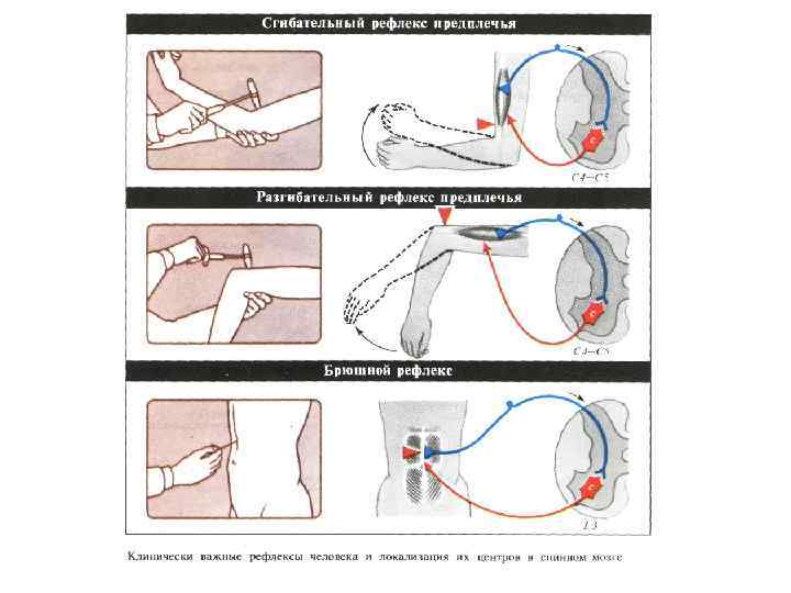 Сгибательный рефлекс физиология схема