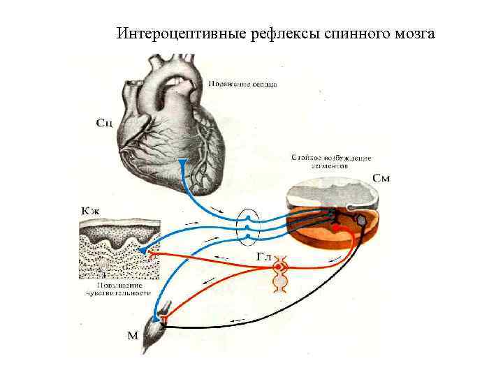 Интероцептивные рефлексы спинного мозга 