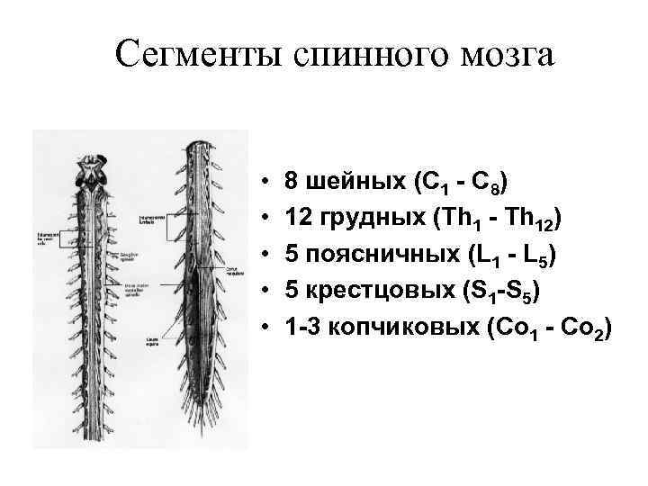 Схема сегмента спинного мозга