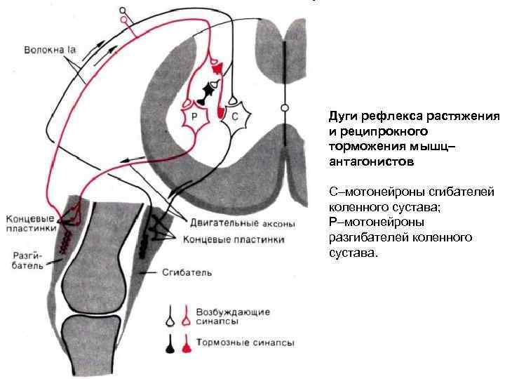 Дуги рефлекса растяжения и реципрокного торможения мышц– антагонистов С–мотонейроны сгибателей коленного сустава; Р–мотонейроны разгибателей