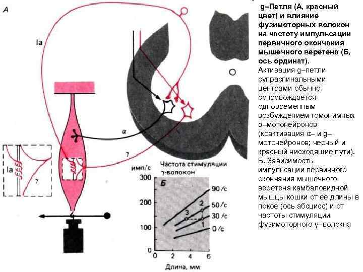 g–Петля (А, красный цвет) и влияние фузимоторных волокон на частоту импульсации первичного окончания мышечного