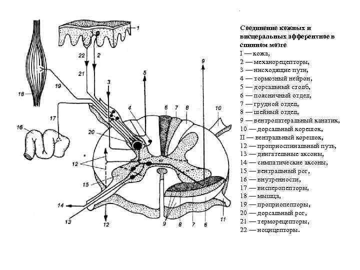 Волокна спинного мозга. Рецепторы висцерального анализатора. Висцеральная сенсорная система физиология. Висцеральный анализатор схема. Висцеральный анализатор строение.