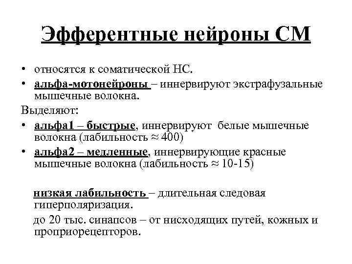 Эфферентные нейроны СМ • относятся к соматической НС. • альфа-мотонейроны – иннервируют экстрафузальные мышечные