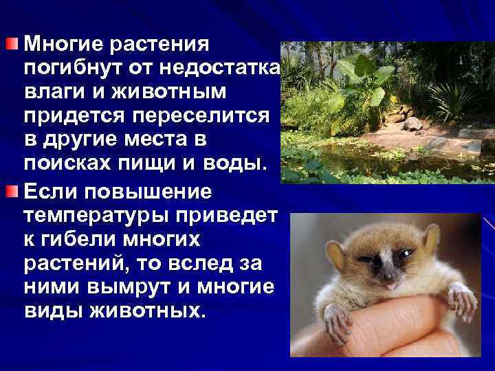 Многие растения погибнут от недостатка влаги и животным придется переселится в другие места в