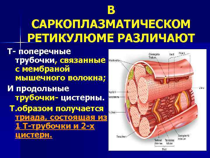 Гладкий саркоплазматический ретикулум исчерченных мышц обеспечивает. Саркоплазматический ретикулум и т трубочки. Саркоплазматический ретикулум. Поперечные трубочки мышечного волокна.