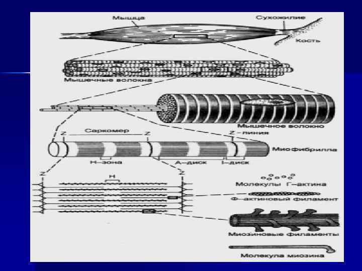 Организация миофибриллы схема