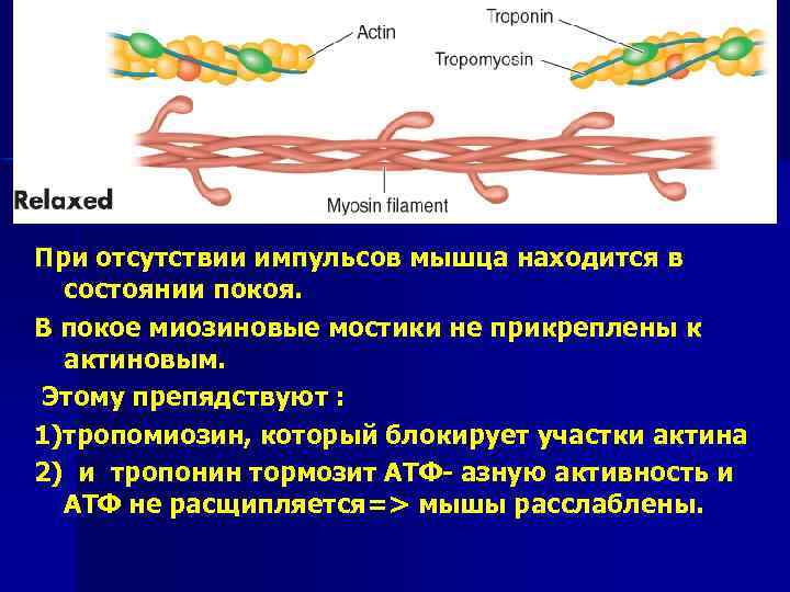 Актин состоит. Актин миозиновые мостики. Структура актина и миозина. Строение актина и миозина. Механизм актина и миозина.