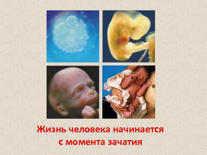 Жизнь человека начинается с момента зачатия 