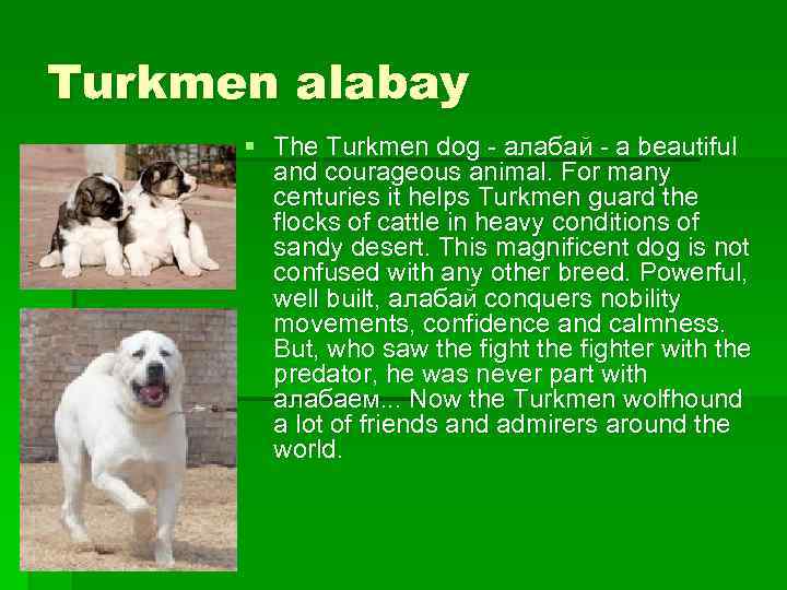 Turkmen alabay § The Turkmen dog - алабай - a beautiful and courageous animal.
