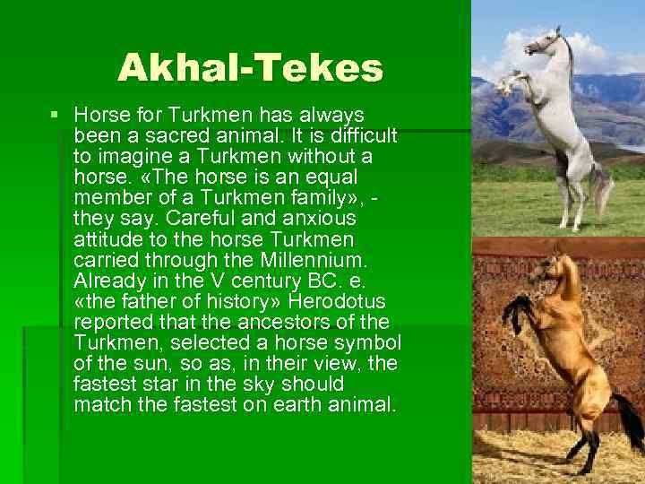 Akhal-Tekes § Horse for Turkmen has always been a sacred animal. It is difficult