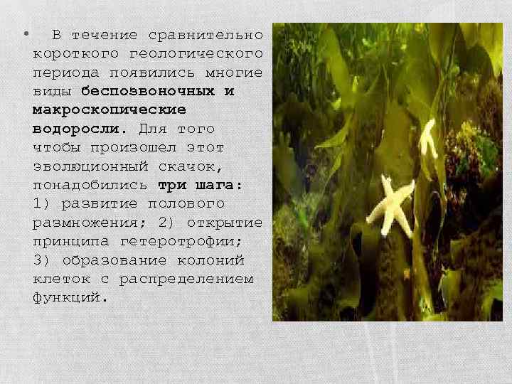  • В течение сравнительно короткого геологического периода появились многие виды беспозвоночных и макроскопические