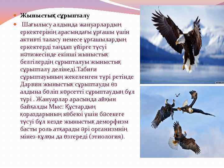  Жыныстық сұрыпталу Шағылысу алдында жануарлардың еркектерінің арасындағы ұрғашы үшін активті таласу немесе ұрғашылардың