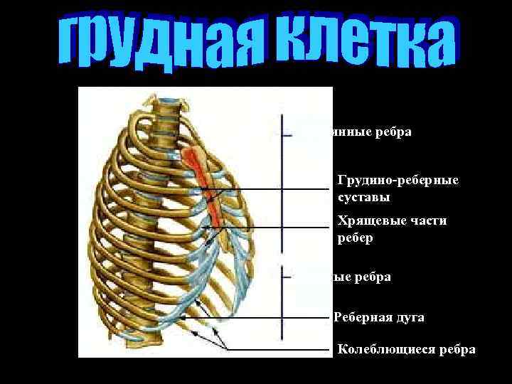 Истинные ребра Грудино-реберные суставы Хрящевые части ребер Ложные ребра Реберная дуга Колеблющиеся ребра 