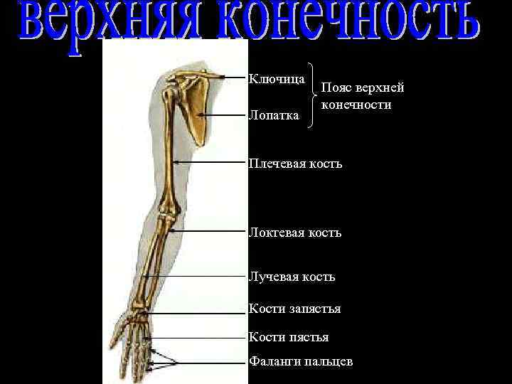 Пояс верхних конечностей человека. Функции верхних конечностей. Пояс верхних конечностей функции. Пояс верхних конечностей лопатка. Пояс верхних конечностей ключица.