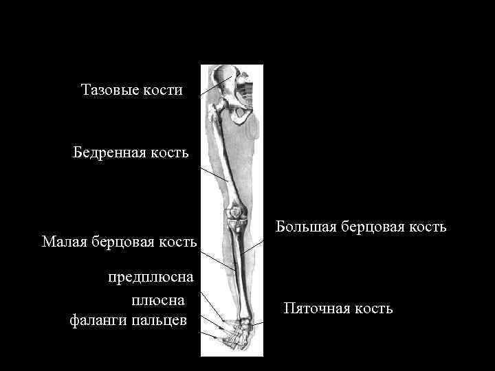 Тазовые кости Бедренная кость Малая берцовая кость предплюсна фаланги пальцев Большая берцовая кость Пяточная