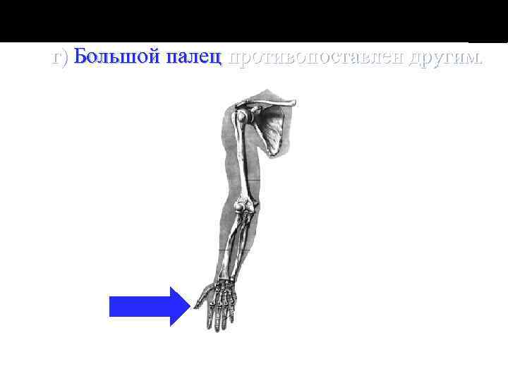 г) Большой палец противопоставлен другим. 