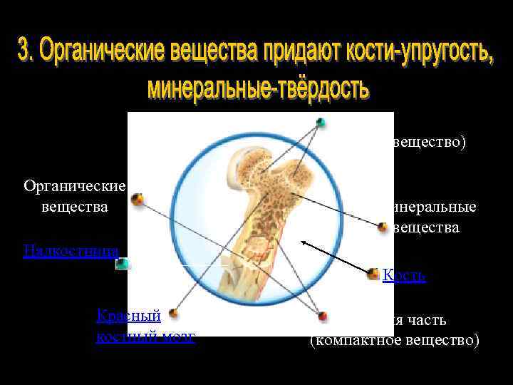 Какие вещества придают костям