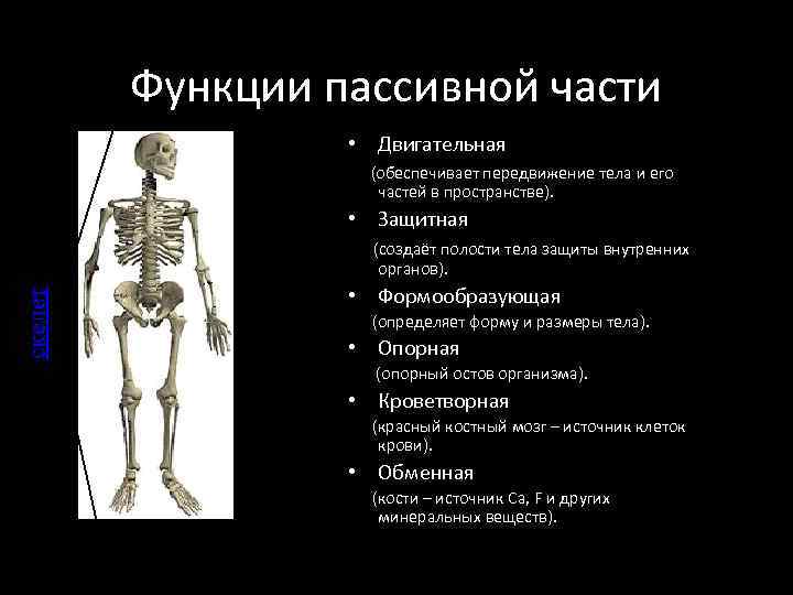 Функции пассивной части • Двигательная (обеспечивает передвижение тела и его частей в пространстве). •