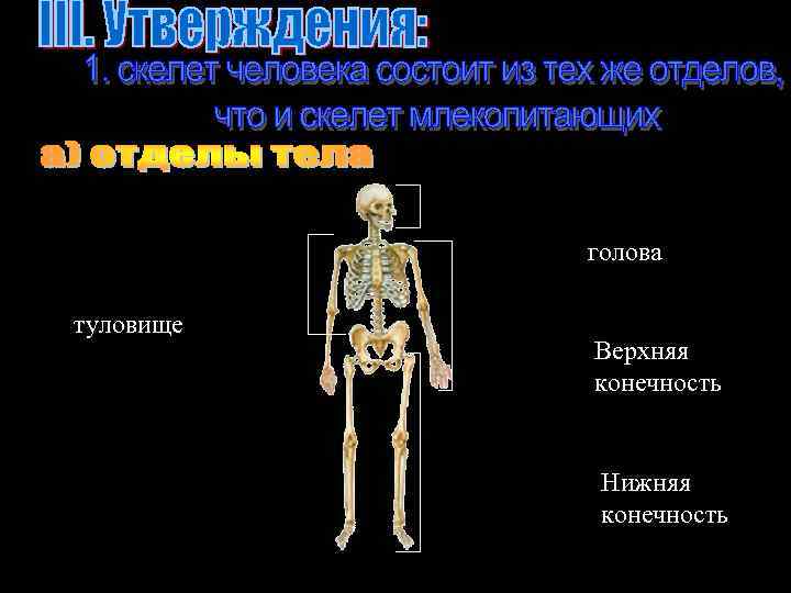 голова туловище Верхняя конечность Нижняя конечность 