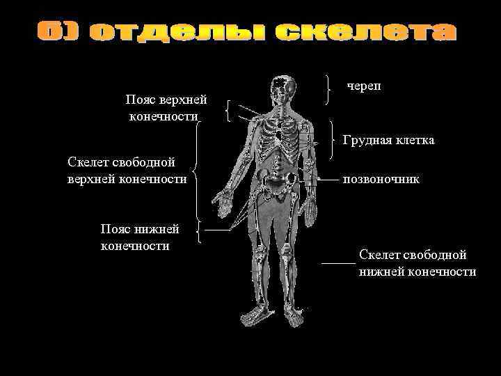 Пояс верхней конечности череп Грудная клетка Скелет свободной верхней конечности Пояс нижней конечности позвоночник