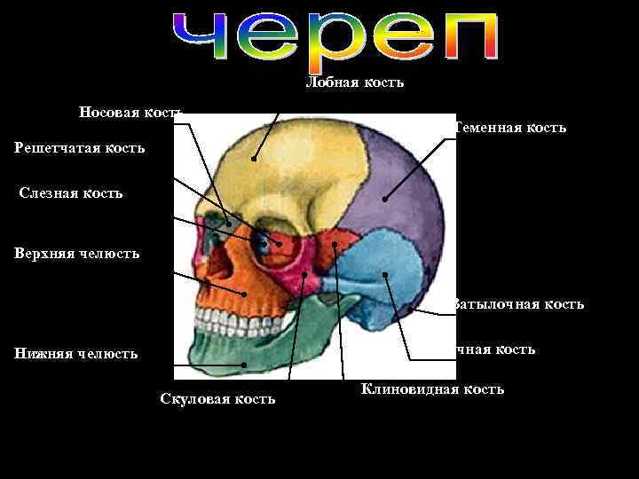 Лобная кость Носовая кость Теменная кость Решетчатая кость Слезная кость Верхняя челюсть Затылочная кость