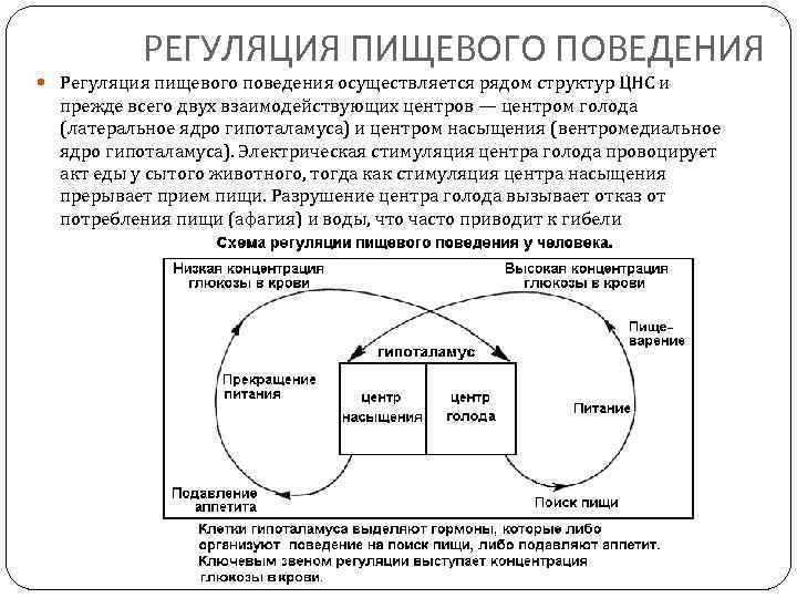 РЕГУЛЯЦИЯ ПИЩЕВОГО ПОВЕДЕНИЯ Регуляция пищевого поведения осуществляется рядом структур ЦНС и прежде всего двух