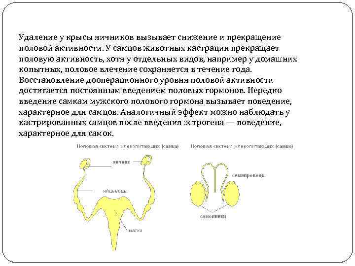 Удаление у крысы яичников вызывает снижение и прекращение половой активности. У самцов животных кастрация