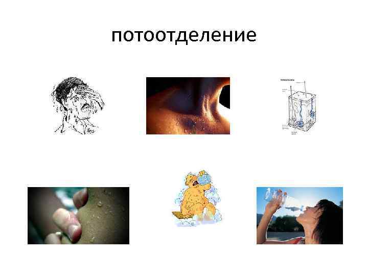 потоотделение 