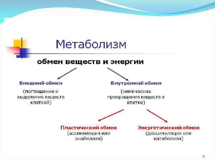 Обмен энергии презентация