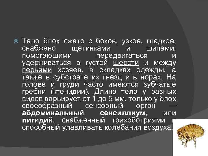  Тело блох сжато с боков, узкое, гладкое, снабжено щетинками и шипами, помогающими передвигаться