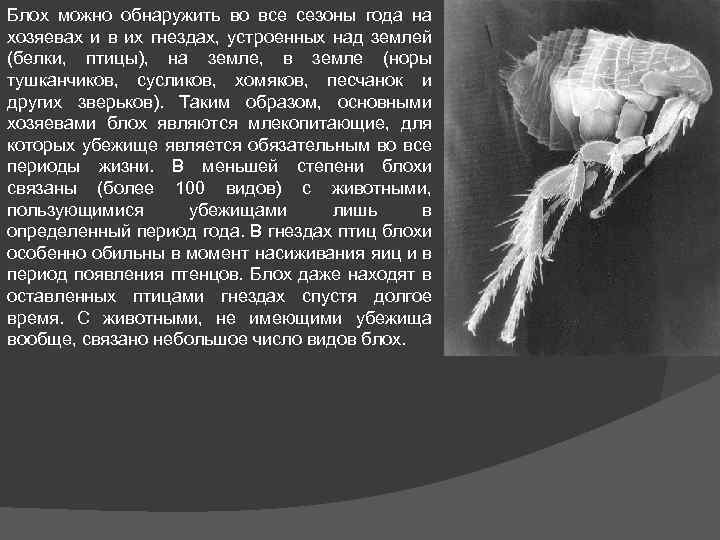 Блох можно обнаружить во все сезоны года на хозяевах и в их гнездах, устроенных