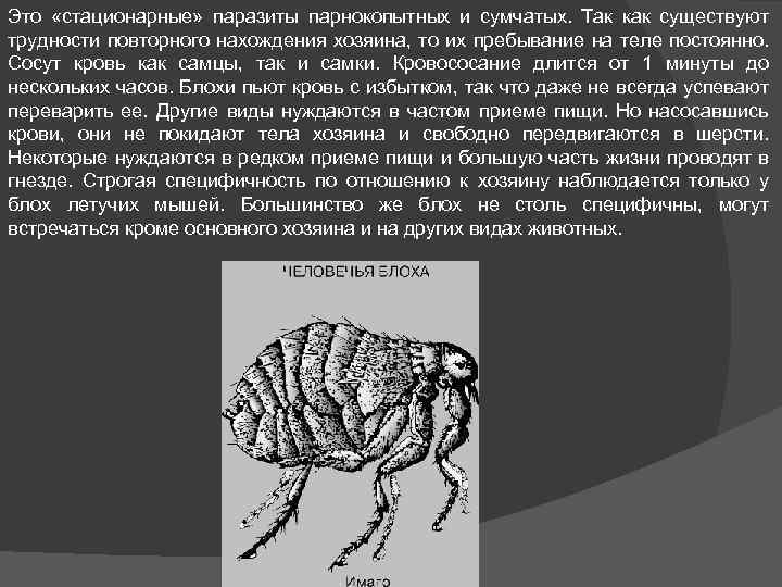 Это «стационарные» паразиты парнокопытных и сумчатых. Так как существуют трудности повторного нахождения хозяина, то